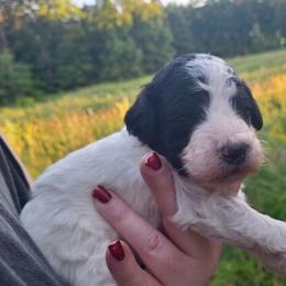 Berlin-black phantom parti - Phantom male Poodle puppy in Cypress Inn, Tennessee from Nine Pines Poodles