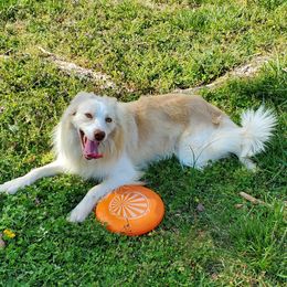 Ambrose - Border Collie