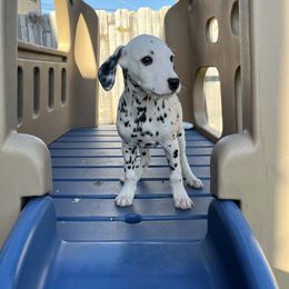 Dalmatian Puppies from Crystal Gonzalez