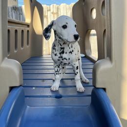 Dalmatian Puppies from Crystal Gonzalez
