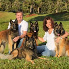 Belgian Tervuren from CoKo Belgian Tervuren
