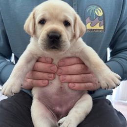 Orange - Yellow female Labrador Retriever puppy in Temecula, California from Oak Valley Labradors