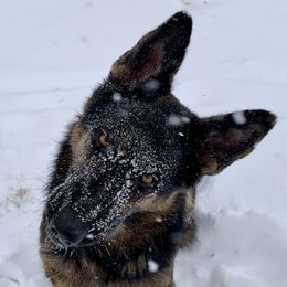 German Shepherds from Von Christel Haus German Shepherds