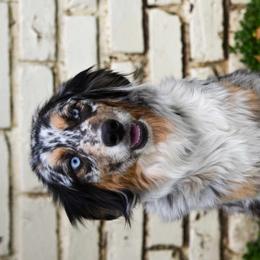 Australian Shepherds from KNRE Aussies