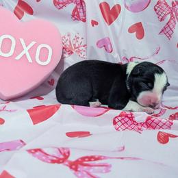Valentine - Black and white female Border Collie puppy in Raccoon, Kentucky from Skyline Border Collies