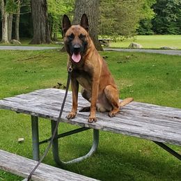 Nebo - Belgian Malinois