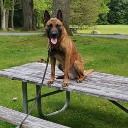 Nebo - Belgian Malinois