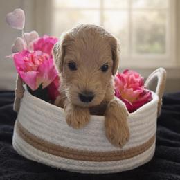 Oynx - Golden male Double Doodle puppy in El Cajon, California from Calibear Doodles