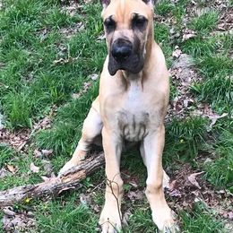 Great Dane Puppies from VZTop Danes