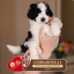 Ghirardelli - Black and white male Sheepadoodle puppy in Cleveland, Tennessee from Narrow Path Old English & Sheepadoodles