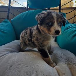 Wanda - Blue merle female Australian Shepherd puppy in Copperas Cove, Texas from Hidden Leaf Aussies