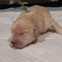 Double Doodle Puppies from Doubles Family