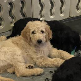 Frosty - Parti male Goldendoodle puppy in St Johns, Florida from Nini's Poodles and Doodles of St. Johns Co.