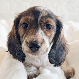 Faith - Piebald female Dachshund puppy in Auburn, Alabama from Blue Bow Kennels