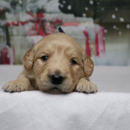 Birdie - Golden female Golden Retriever puppy in Great Falls, Montana from VS Golden Fields