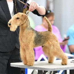 Lakeland Terriers from Glacieridge Lakeland Terrier