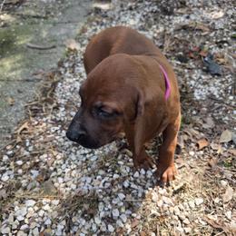 Girl 1 - female Redbone Coonhound puppy in Hustontown, Pennsylvania from Triple I Redbones
