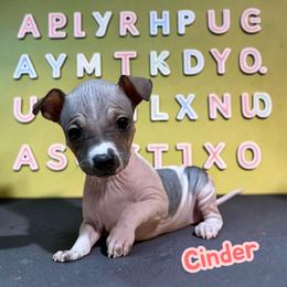 Cinder - White, black sable red female American Hairless Terrier puppy in Buckingham, Illinois from Gaus Hof