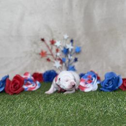 Oreo - White and black male Dalmatian puppy in Fort Worth, Texas from Xzayvius Stitt