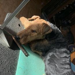 Airedale Terrier Puppies from Mystic’s Airedale Acres