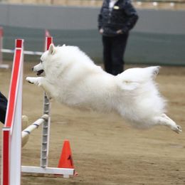 American Eskimo Dogs from Anana American Eskimos