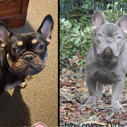 French Bulldog puppies from Dejah Bleu Bulldogs