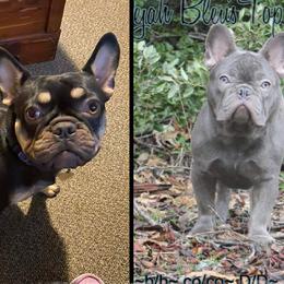 French Bulldog puppies from Dejah Bleu Bulldogs