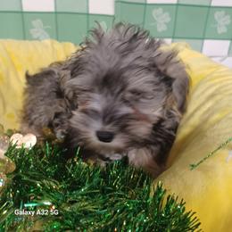 Iggy - Salt and pepper male Miniature Schnauzer puppy in Ogema, Minnesota from Belinda Donley's Miniature Schnauzer