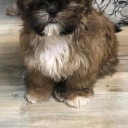 Shih Tzu Puppies from Marlene Kenney's Shih Tzus