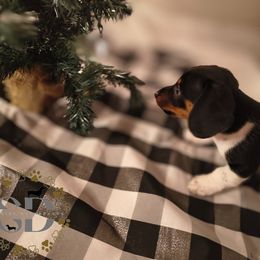 Moose - Piebald male Dachshund puppy in Ocala, Florida from Seaside Dachshunds