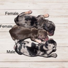 Dachshund puppies from Northern Doxie