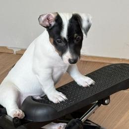 Border Collie and Jack Russell Terrier Puppies from CP FARMS BORDER COLLIES N JACKS CORP