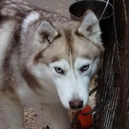 Siberian Husky puppies from Yuki Ookami Show Kennel