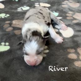 River - Blue merle male Australian Shepherd puppy in Ellensburg, Washington from Creekside Aussies