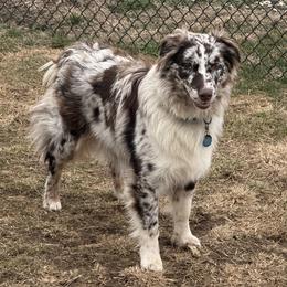 Rolo - Australian Shepherd