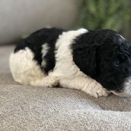 Poodle Puppies from Home of Doodles