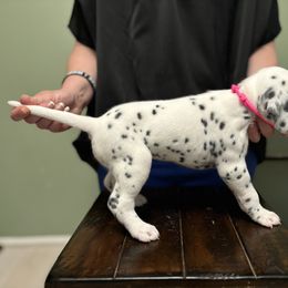 Dalmatian Puppies from ArmySoldier Dalmatians