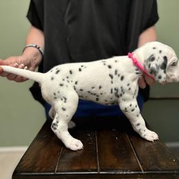 Dalmatian Puppies from ArmySoldier Dalmatians