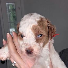 Kiwi - Parti female Goldendoodle puppy in Palestine, Texas from KK's Doodle Bunch