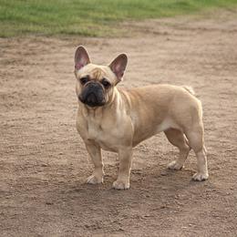 Daisy - French Bulldog