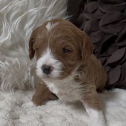 Biscuit - Apricot male Cavapoo puppy in Mona, Utah from Hearts Full of Puppies