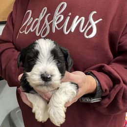 Oscar-yellow boy - Parti male Miniature Schnauzer puppy in Oneonta, Alabama from Murphree Valley Kennels