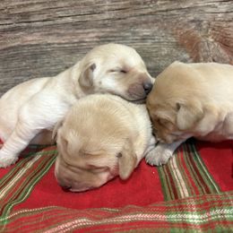 First Pick of Female Pups - Yellow female Labrador Retriever puppy in Freeport, Illinois from Rock Hollow Retrievers