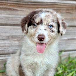 Rocky - Red merle male Miniature Australian Shepherd puppy in Saint Cloud, Florida from Dirty Paws