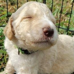 Green collar - Cream male Goldendoodle puppy in Willow Springs, Missouri from Todd Family Homestead