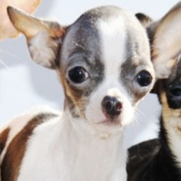 Chihuahuas from Bart's Place