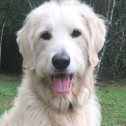 Goldendoodles and Poodles from Debra Guthrie's Doodles