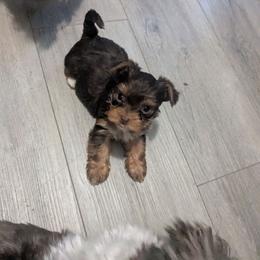 Tootsie Roll - Chocolate and tan female Yorkshire Terrier puppy in Odenville, Alabama from Yorkie Prints