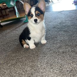 American Corgi and Pembroke Welsh Corgi Puppies from Beebe’s Corgis