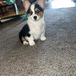 American Corgi and Pembroke Welsh Corgi Puppies from Beebe’s Corgis